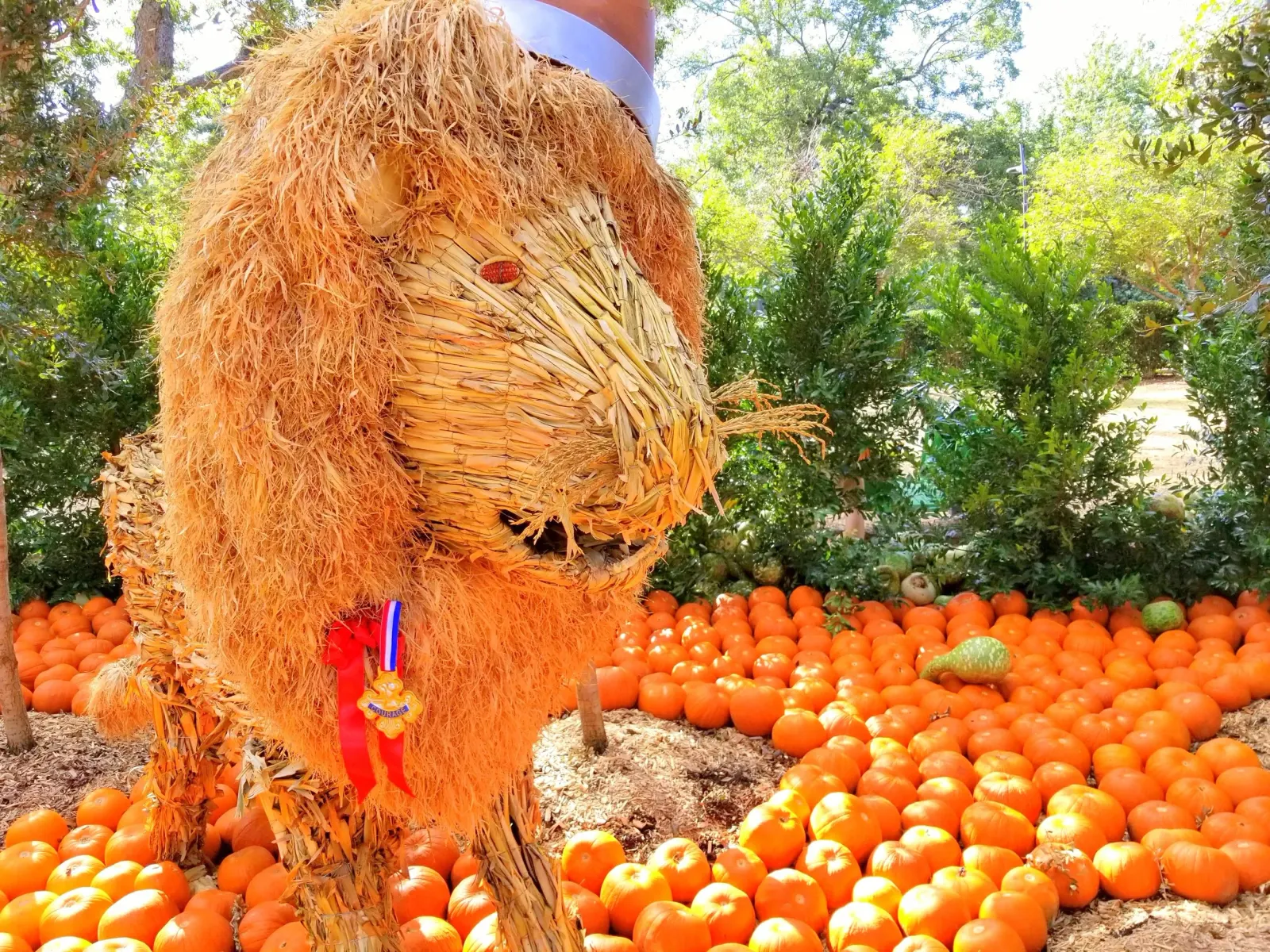 Dallas Arboretum celebrates Autumn with its annual themed pumpkin patch