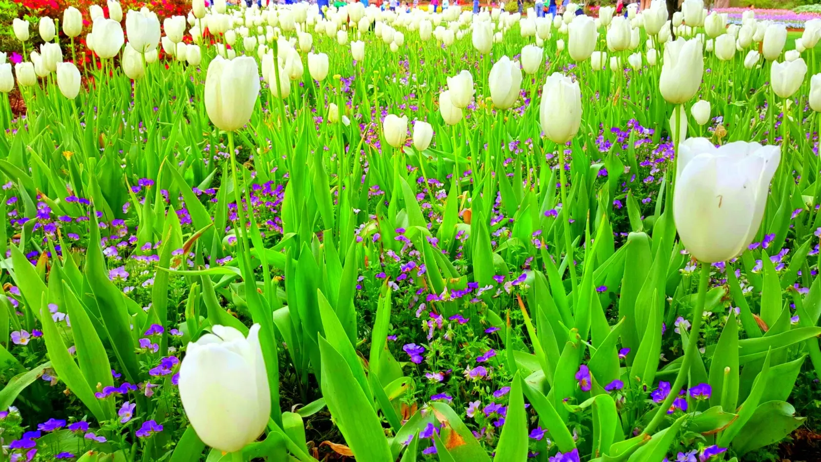 Dallas Blooms at the Arboretum celebrates spring with Tulips
