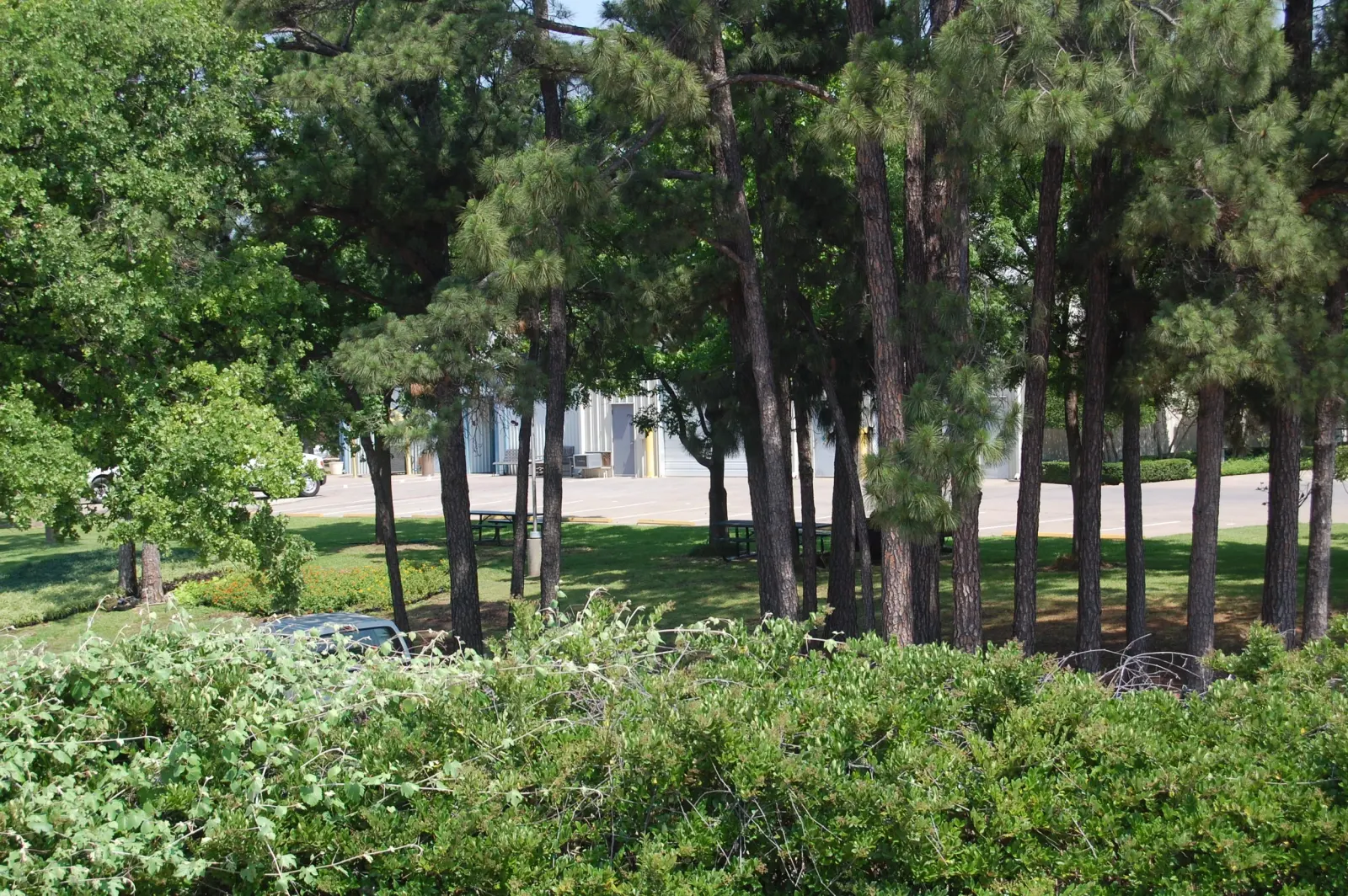 Extensive Shade, New Building
